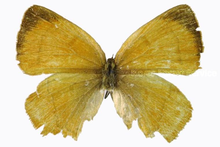 민무늬귤빛부전나비 이미지