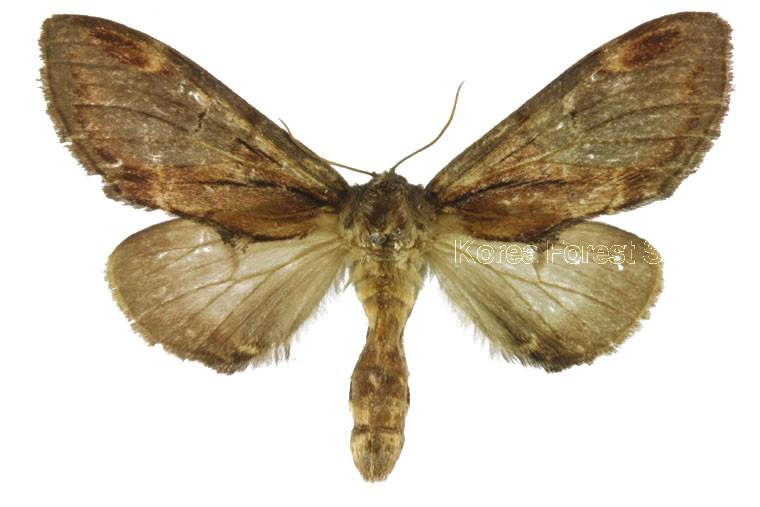 밑노랑재주나방 이미지