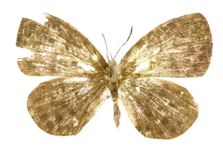 바둑돌부전나비 이미지