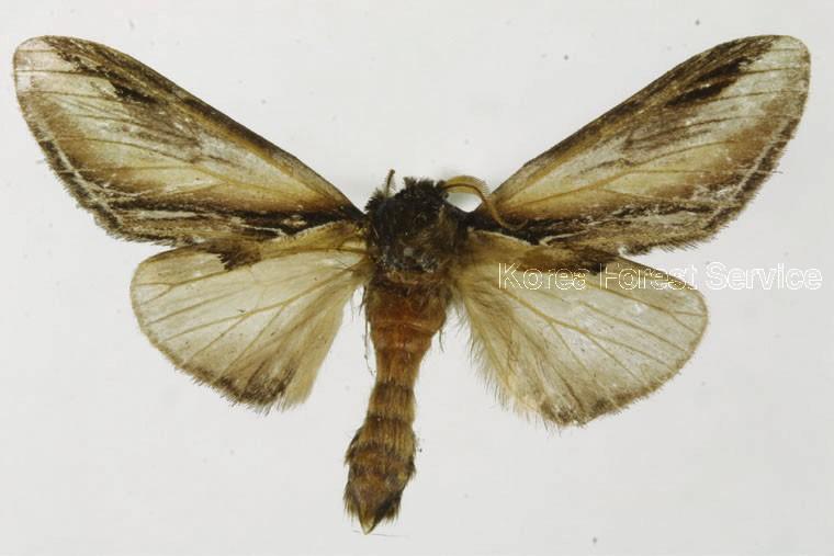 박각시재주나방 이미지