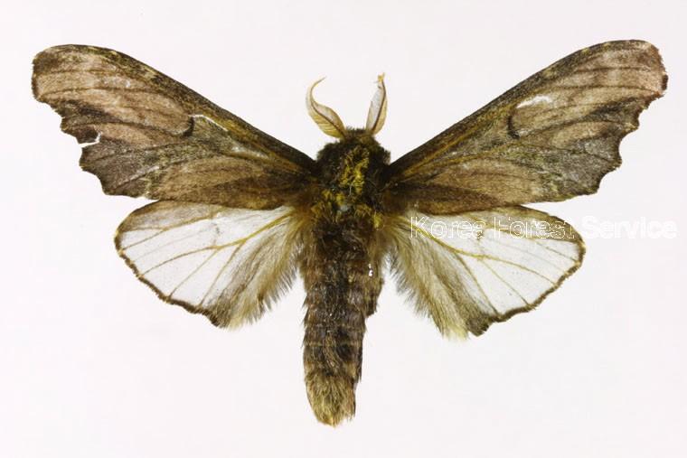 박쥐재주나방 이미지