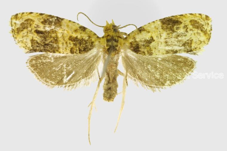 백리향애기잎말이나방 이미지