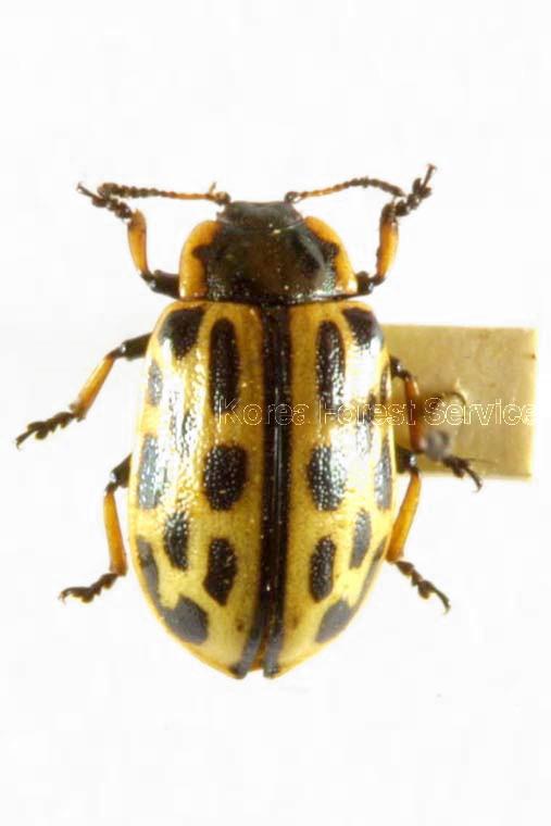 버들잎벌레 이미지