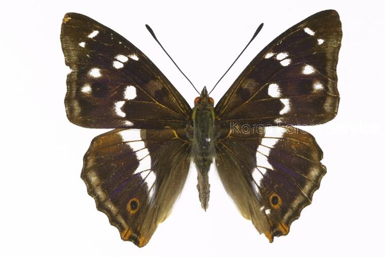 번개오색나비 이미지