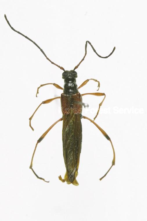 벌하늘소 이미지