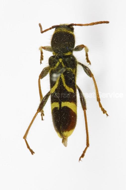 벌호랑하늘소 이미지