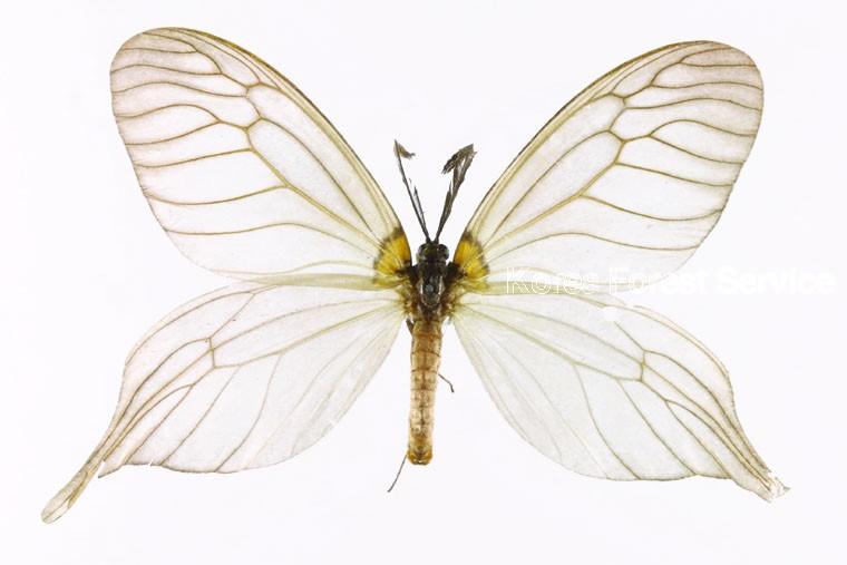 벚나무모시나방 이미지