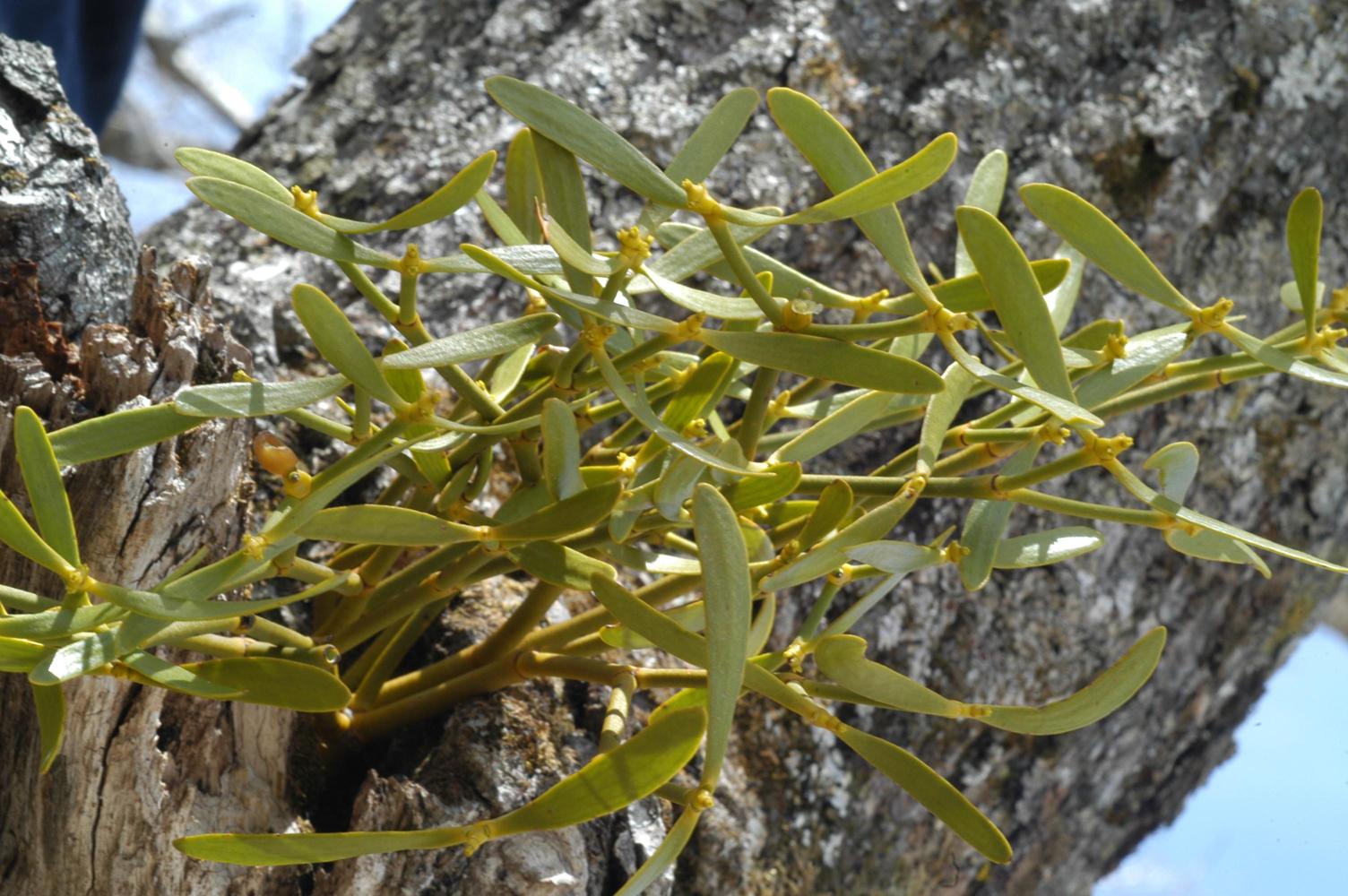 겨우살이 이미지