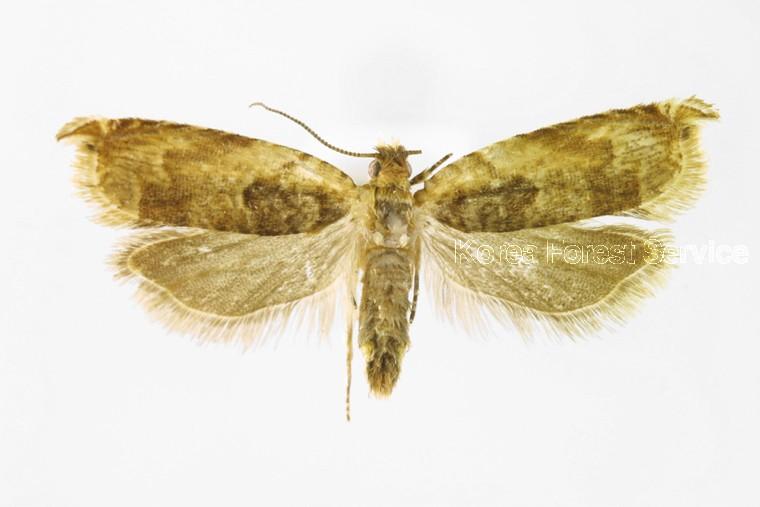 봄애기잎말이나방 이미지