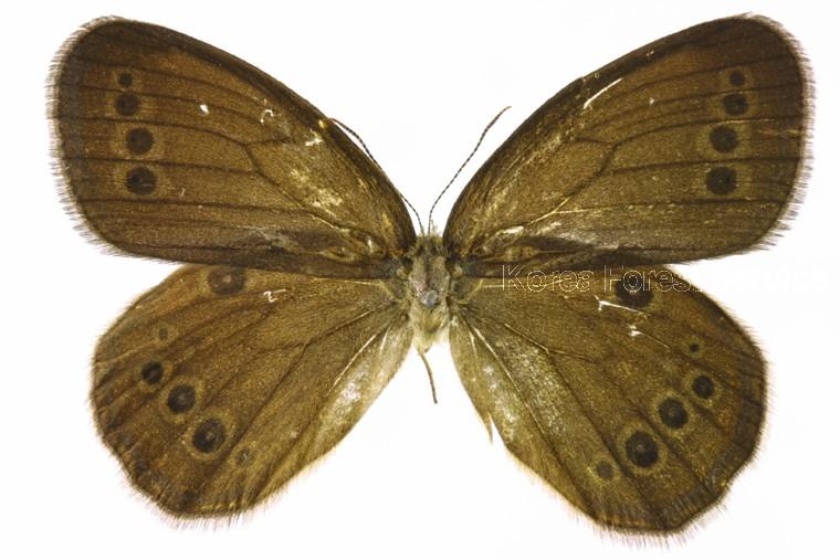 봄처녀나비 이미지