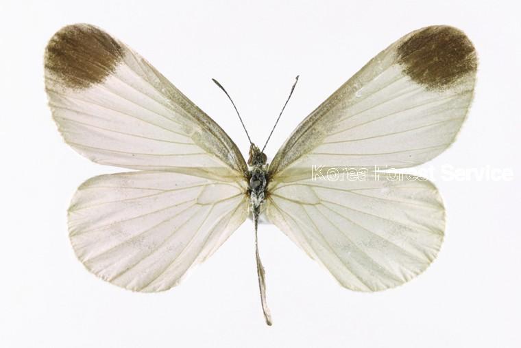 북방기생나비 이미지