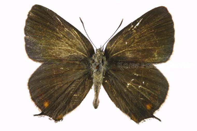 북방까마귀부전나비 이미지