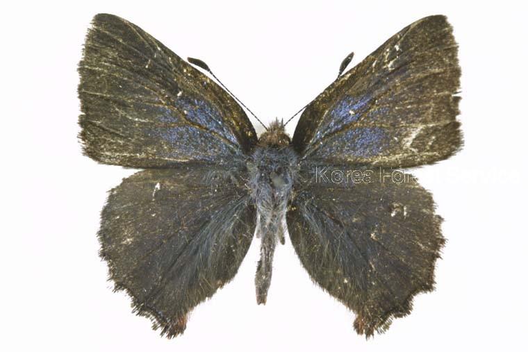 북방쇳빛부전나비 이미지