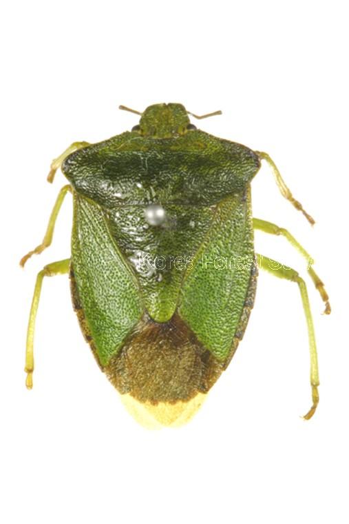 북방풀노린재 이미지