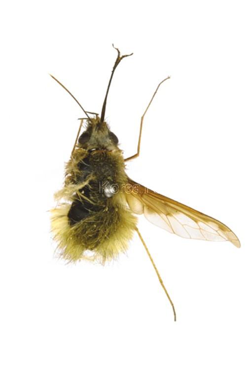 빌로오드재니등에 이미지