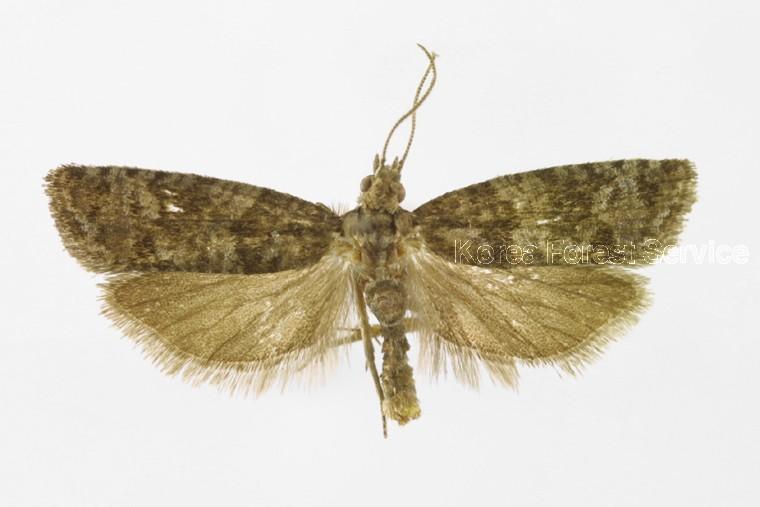 사과순나방 이미지