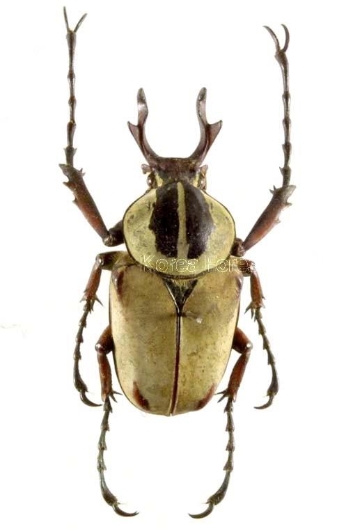 사슴풍뎅이 이미지
