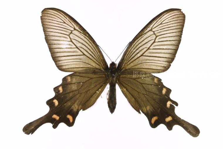 사향제비나비 이미지