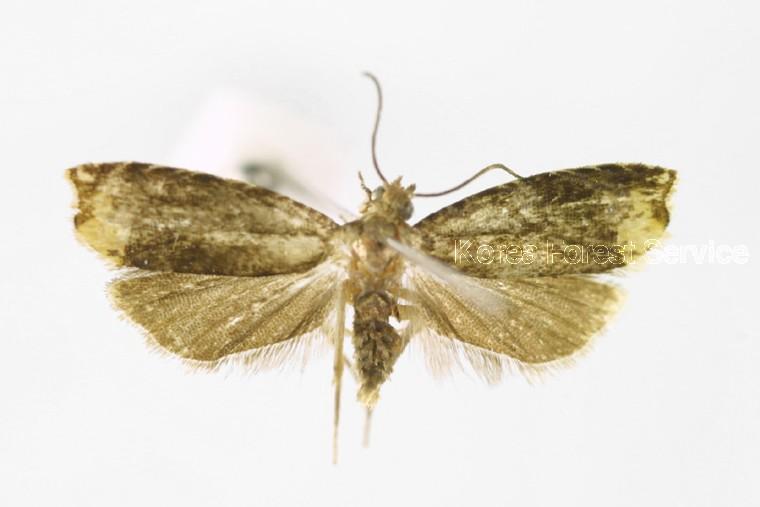 산딸기애기잎말이나방 이미지