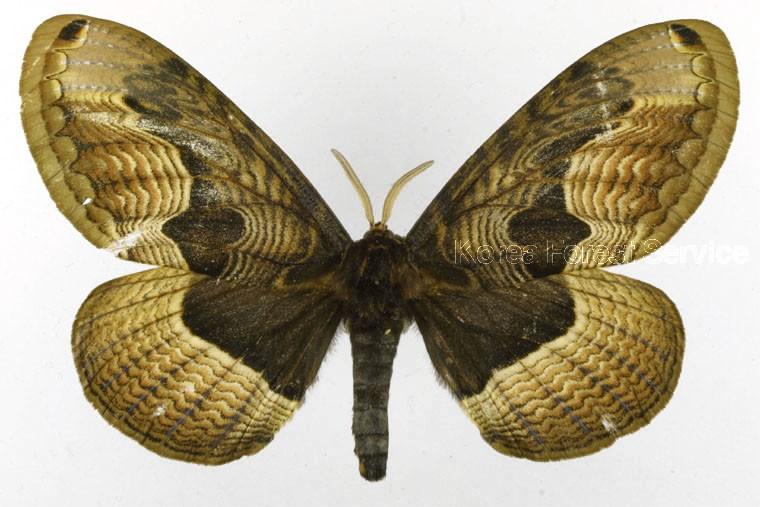 산왕물결나방 이미지