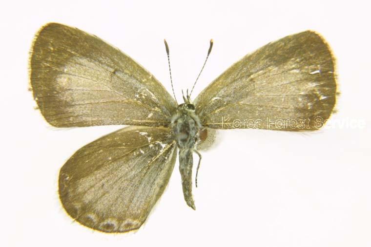 산푸른부전나비 이미지