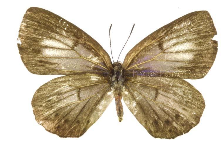 선녀부전나비 이미지