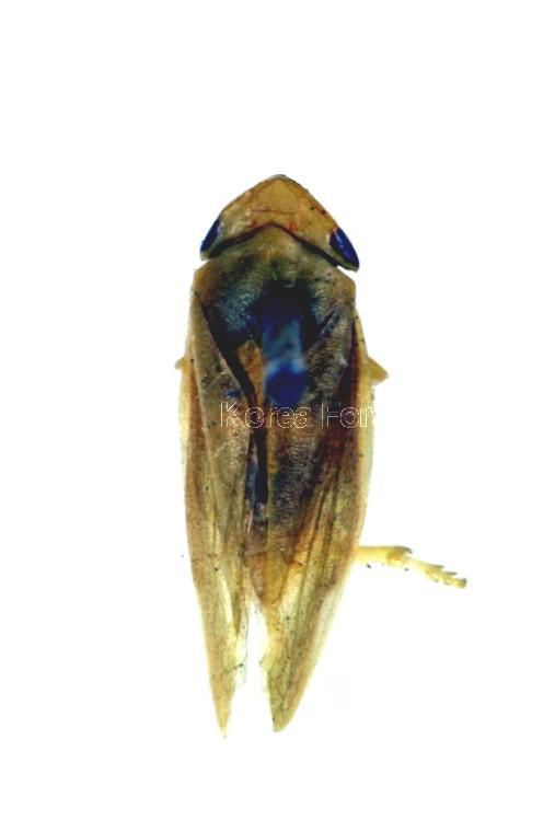 설악거품벌레 이미지