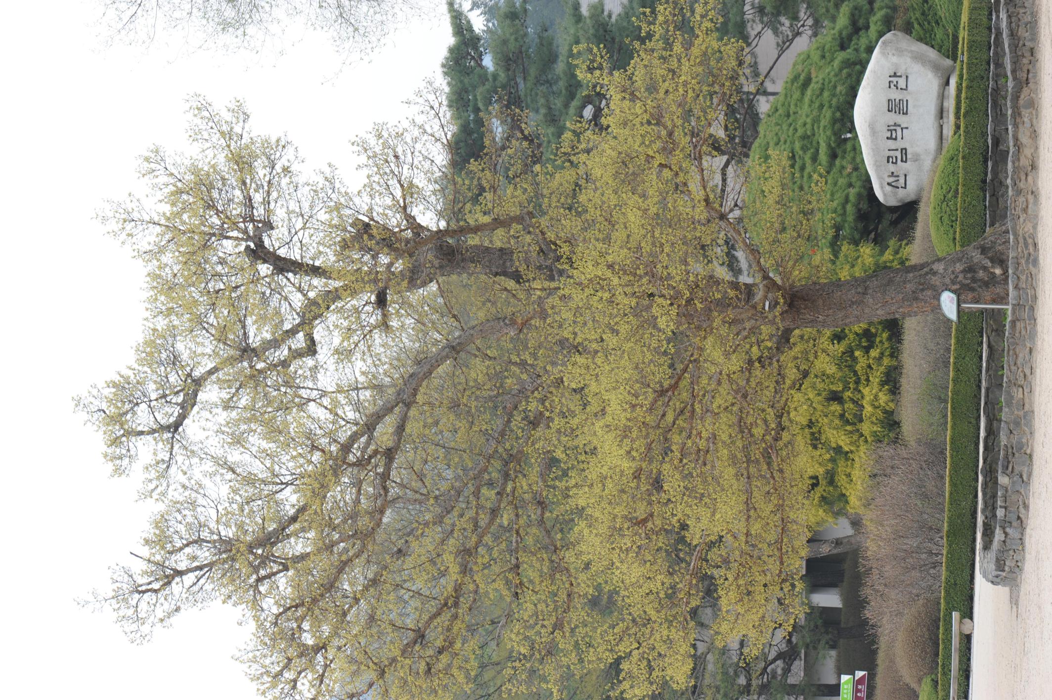 계수나무 이미지