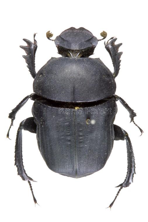 소똥구리 이미지