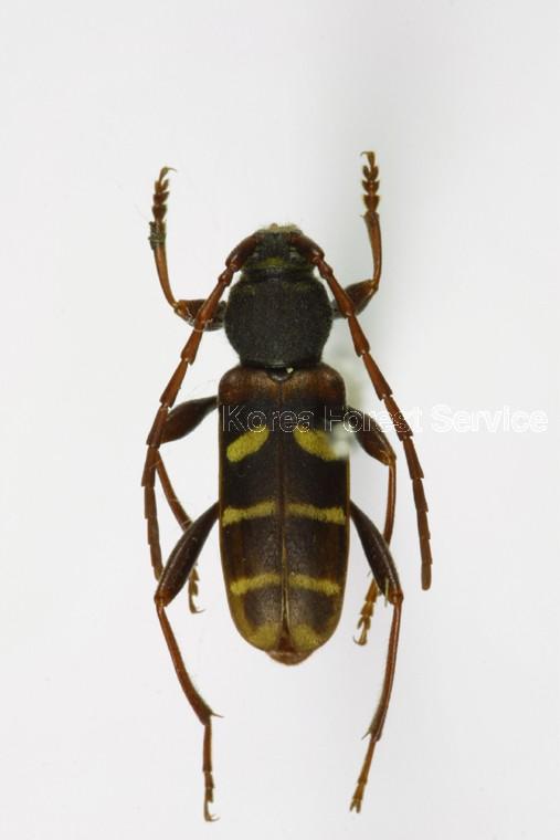 소범하늘소 이미지