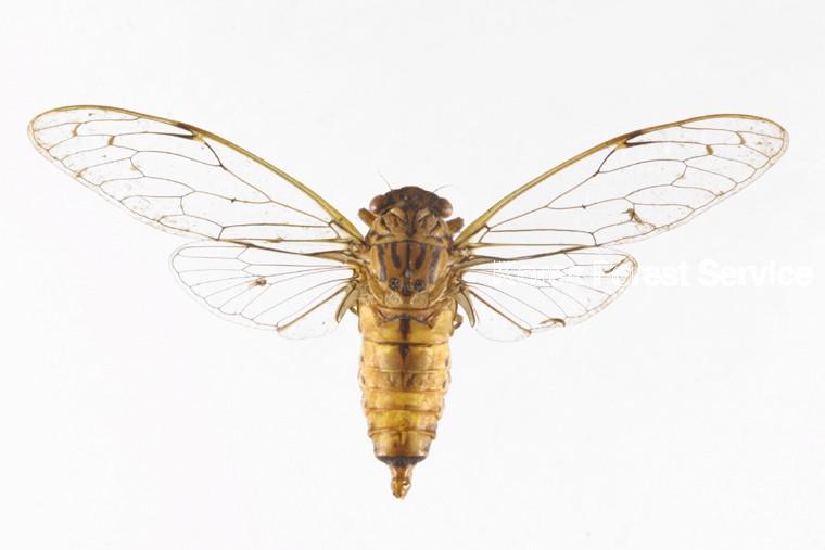 소요산매미 이미지