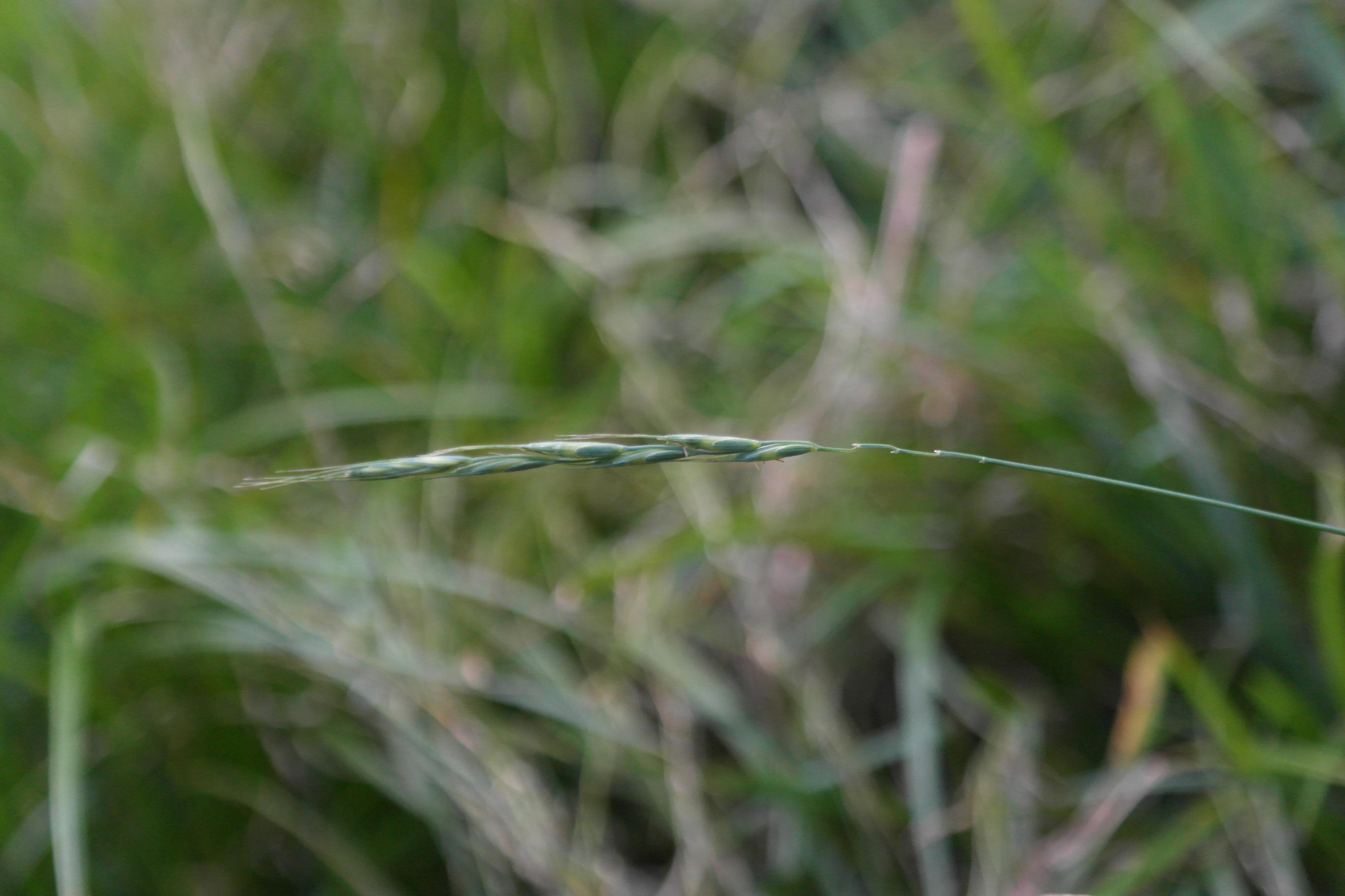 가는개밀 이미지