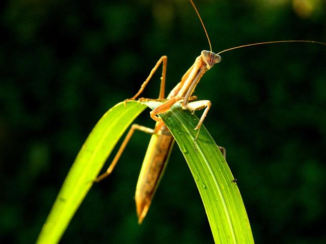 사마귀 이미지