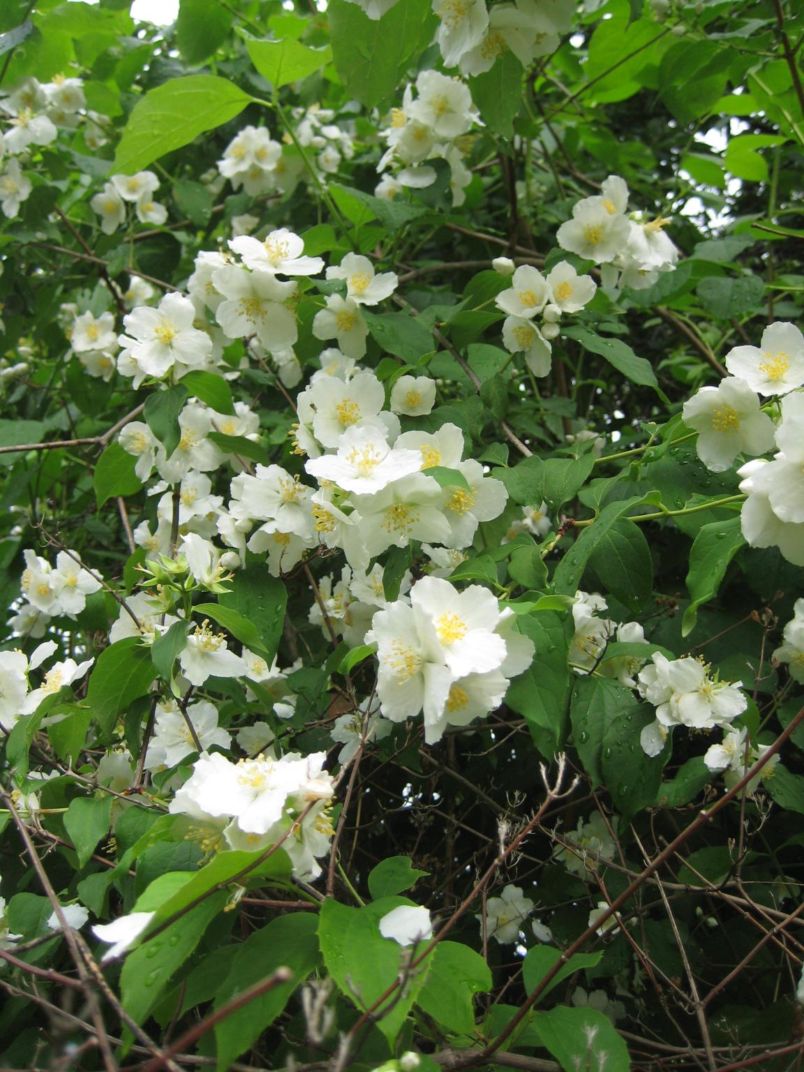 고광나무 이미지