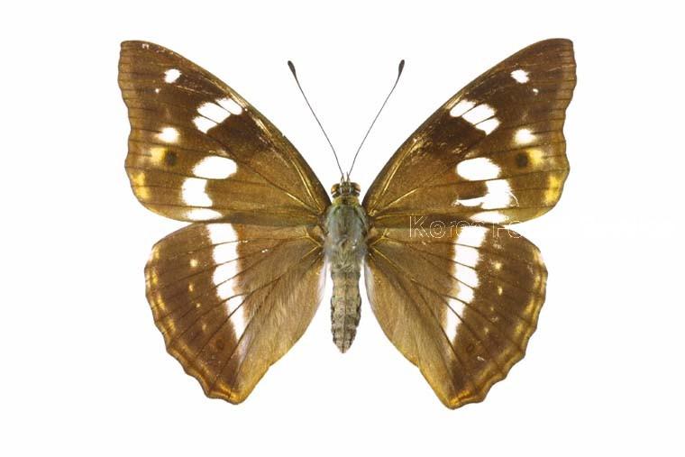 수노랑나비 이미지