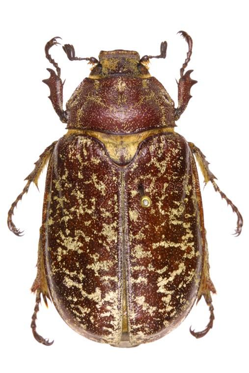 수염풍뎅이 이미지