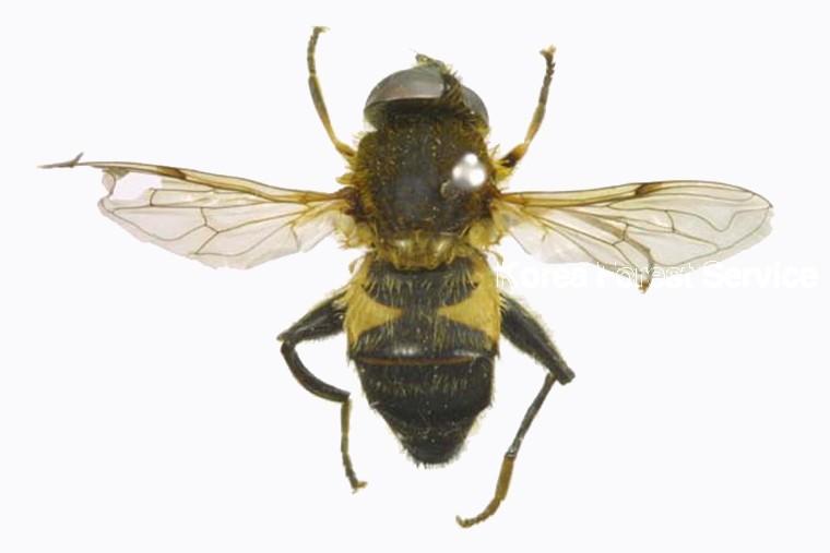 수중다리꽃등에 이미지