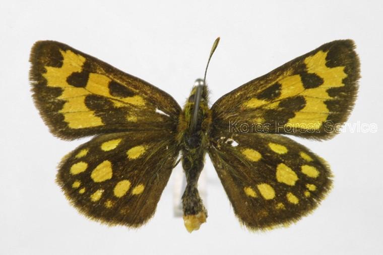 수풀알락팔랑나비 이미지