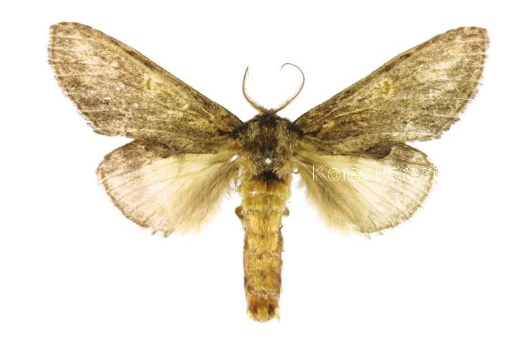 숲재주나방 이미지