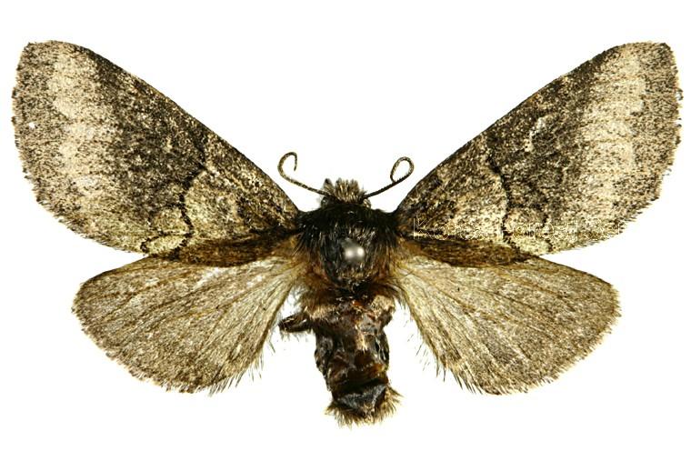 쌍띠재주나방 이미지