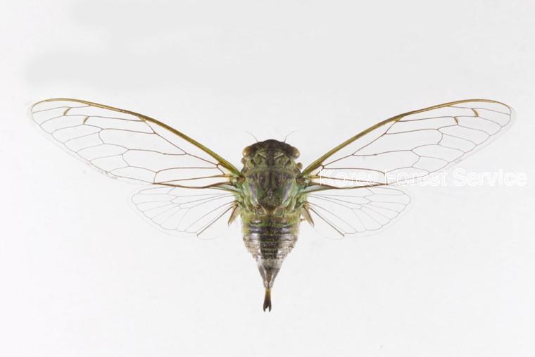 쓰름매미 이미지