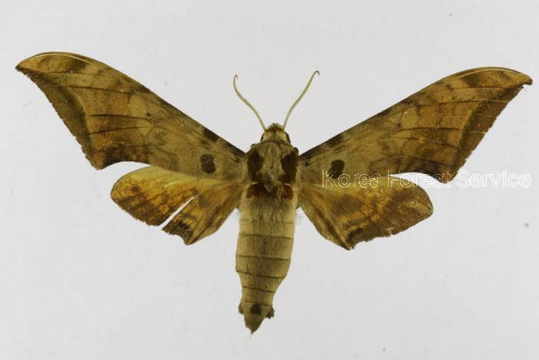 아시아갈고리박각시 이미지