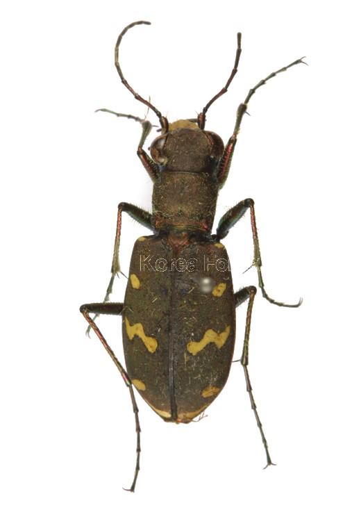 아이누길앞잡이 이미지