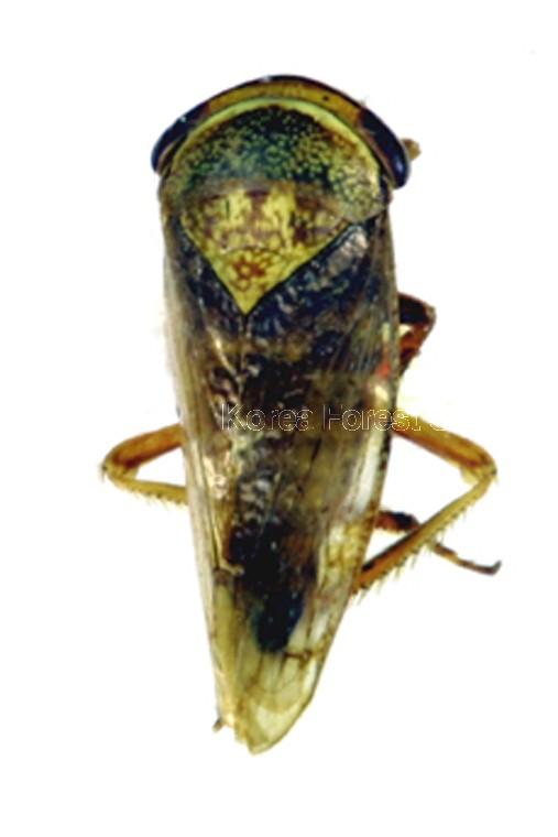 알락맥각시매미충 이미지