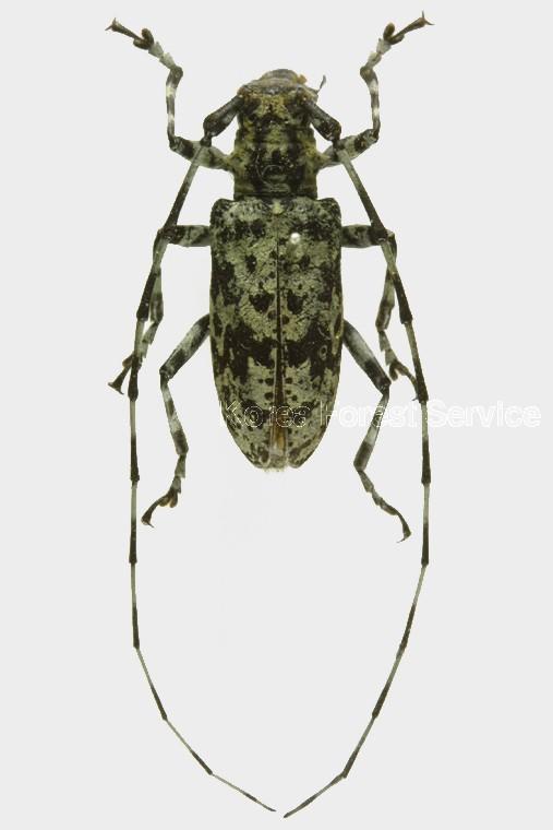 알락수염하늘소 이미지