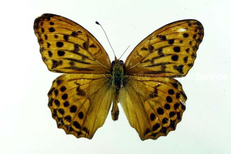 암검은표범나비 이미지