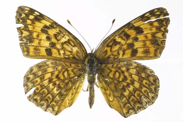 암어리표범나비 이미지