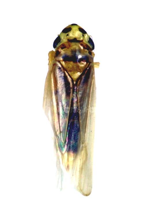 앞흰넓적매미충 이미지