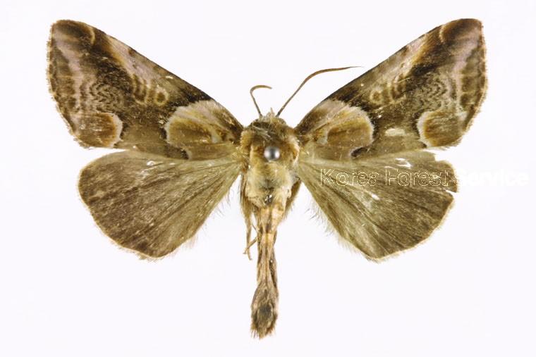 애기담홍뾰족날개나방 이미지