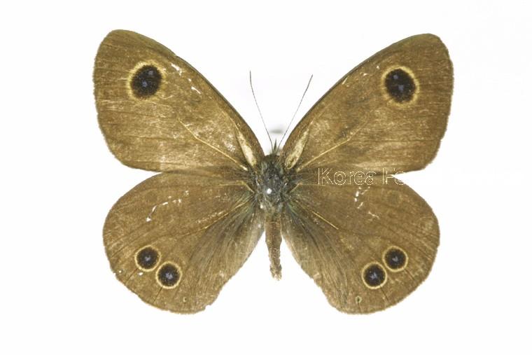 애물결나비 이미지